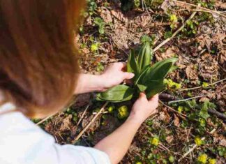 Najlepszy termin do sadzenia cebulek lilii oraz optymalna głębokość sadzenia do gruntu