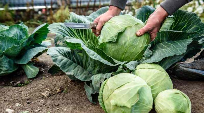 Jak osiągnąć sukces w uprawie kapusty białej w ogrodzie warzywnym