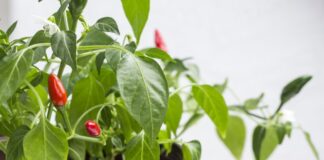 Jak uprawiać papryczki chili w doniczce na balkonie oraz w ogrodzie