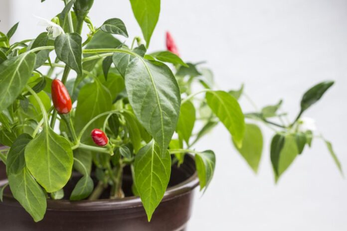 Jak uprawiać papryczki chili w doniczce na balkonie oraz w ogrodzie